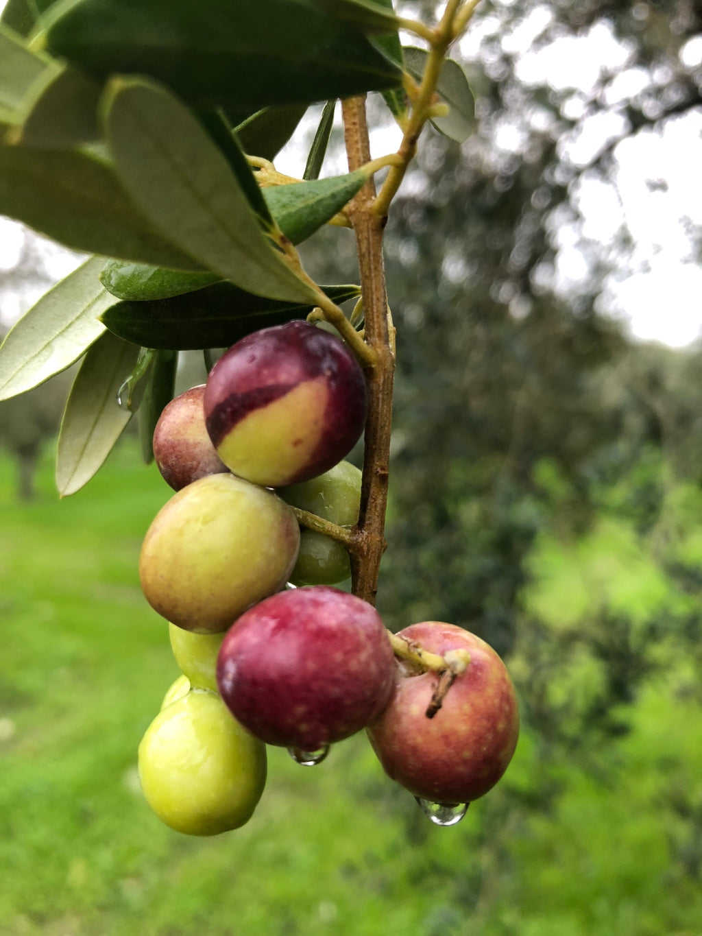 Cordobská Finca Duernas