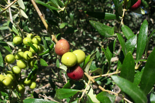 Cordobská Finca Duernas