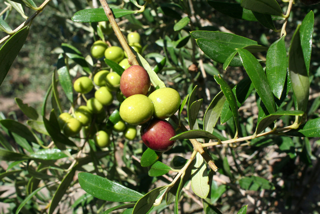 Cordobská Finca Duernas